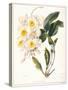 Botanical Watercolour: Orchid, Dendrobium Farmerii-Samuel Holden-Stretched Canvas