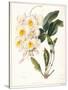 Botanical Watercolour: Orchid, Dendrobium Farmerii-Samuel Holden-Stretched Canvas