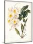 Botanical Watercolour: Orchid, Dendrobium Farmerii-Samuel Holden-Mounted Giclee Print