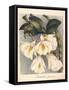 Botanical Watercolour: Orchid, Dendrobium Formosum-Samuel Holden-Framed Stretched Canvas