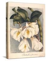 Botanical Watercolour: Orchid, Dendrobium Formosum-Samuel Holden-Stretched Canvas