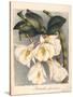 Botanical Watercolour: Orchid, Dendrobium Formosum-Samuel Holden-Stretched Canvas