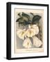 Botanical Watercolour: Orchid, Dendrobium Formosum-Samuel Holden-Framed Giclee Print