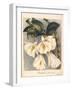 Botanical Watercolour: Orchid, Dendrobium Formosum-Samuel Holden-Framed Giclee Print