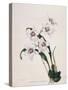 Botanical Watercolour: Orchid, Odontoglossum Cervantesii-Samuel Holden-Stretched Canvas