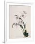 Botanical Watercolour: Orchid, Odontoglossum Cervantesii-Samuel Holden-Framed Giclee Print