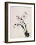 Botanical Watercolour: Orchid, Odontoglossum Cervantesii-Samuel Holden-Framed Giclee Print