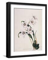 Botanical Watercolour: Orchid, Odontoglossum Cervantesii-Samuel Holden-Framed Giclee Print