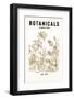 Botanicals Flower Study Ii-jay stanley-Framed Photographic Print