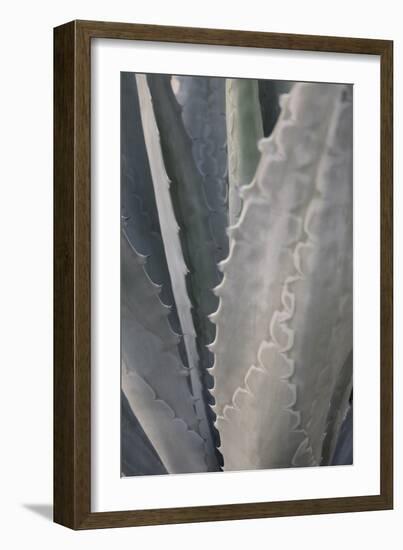 Botanicals Focus - Grow-Tony Koukos-Framed Giclee Print