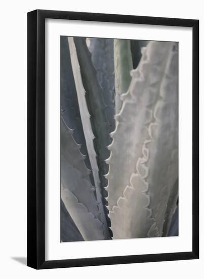 Botanicals Focus - Grow-Tony Koukos-Framed Giclee Print