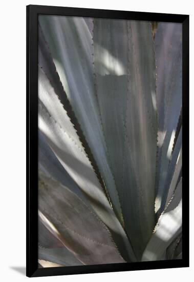 Botanicals Focus - Rise-Tony Koukos-Framed Giclee Print