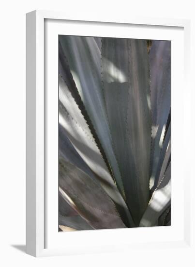 Botanicals Focus - Rise-Tony Koukos-Framed Giclee Print