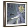 Botanicals Focus - Shine-Tony Koukos-Framed Giclee Print