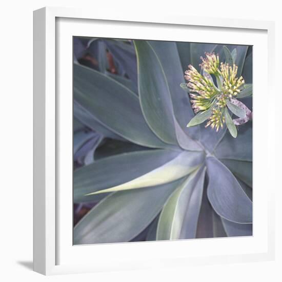 Botanicals Focus - Shine-Tony Koukos-Framed Giclee Print