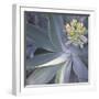 Botanicals Focus - Shine-Tony Koukos-Framed Giclee Print