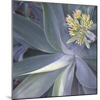 Botanicals Focus - Shine-Tony Koukos-Mounted Giclee Print