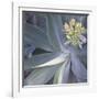 Botanicals Focus - Shine-Tony Koukos-Framed Giclee Print