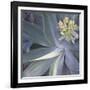 Botanicals Focus - Shine-Tony Koukos-Framed Giclee Print