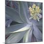 Botanicals Focus - Shine-Tony Koukos-Mounted Giclee Print