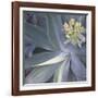 Botanicals Focus - Shine-Tony Koukos-Framed Giclee Print