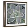 Botanicals Focus - Thrive-Tony Koukos-Framed Giclee Print