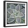 Botanicals Focus - Thrive-Tony Koukos-Framed Giclee Print