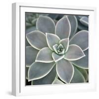 Botanicals Focus - Thrive-Tony Koukos-Framed Giclee Print