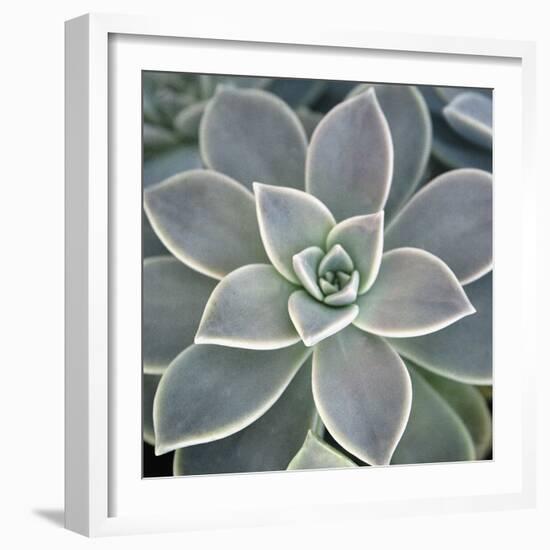 Botanicals Focus - Thrive-Tony Koukos-Framed Giclee Print