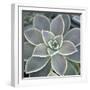 Botanicals Focus - Thrive-Tony Koukos-Framed Giclee Print