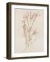 Botanicals I-Rikki Drotar-Framed Giclee Print