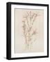 Botanicals I-Rikki Drotar-Framed Giclee Print