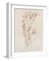 Botanicals I-Rikki Drotar-Framed Giclee Print