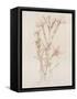 Botanicals I-Rikki Drotar-Framed Stretched Canvas