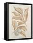 Botanicals III-Rikki Drotar-Framed Stretched Canvas