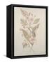 Botanicals IV-Rikki Drotar-Framed Stretched Canvas