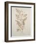 Botanicals IV-Rikki Drotar-Framed Giclee Print