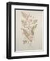 Botanicals IV-Rikki Drotar-Framed Giclee Print