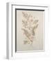 Botanicals IV-Rikki Drotar-Framed Giclee Print