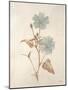 Botanicals Series Blue I-Rikki Drotar-Mounted Giclee Print