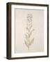 Botanicals Series Blue III-Rikki Drotar-Framed Giclee Print