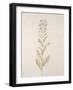 Botanicals Series Blue III-Rikki Drotar-Framed Giclee Print