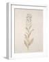 Botanicals Series Blue III-Rikki Drotar-Framed Giclee Print