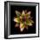Botanicals Still Life of Flower-Trigger Image-Framed Photographic Print