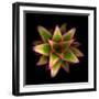 Botanicals Still Life of Flower-Trigger Image-Framed Photographic Print