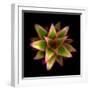 Botanicals Still Life of Flower-Trigger Image-Framed Photographic Print