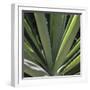 Botanicals VIII-Tony Koukos-Framed Giclee Print