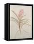 Botanicals X-Rikki Drotar-Framed Stretched Canvas