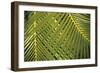 Botanicals XI-Tony Koukos-Framed Giclee Print