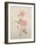 Botanicals XI-Rikki Drotar-Framed Giclee Print